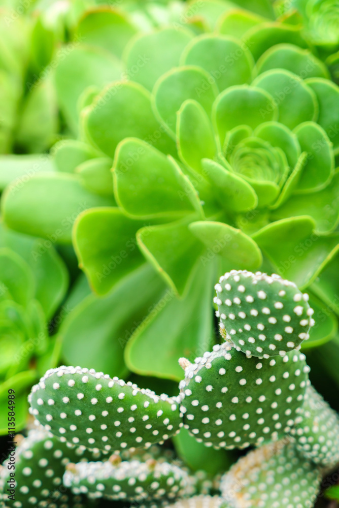 cactus and succulent plant cactus and succulent plant