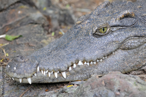 Crocodile closeup side and  Head  profile