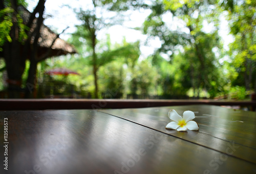 frangipani flower on table Background bokeh