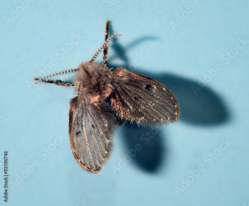Moth fly or drain fly (Clogmia albipunctata / O: Diptera, F: Psy