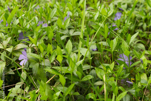 purple flowers on green grass