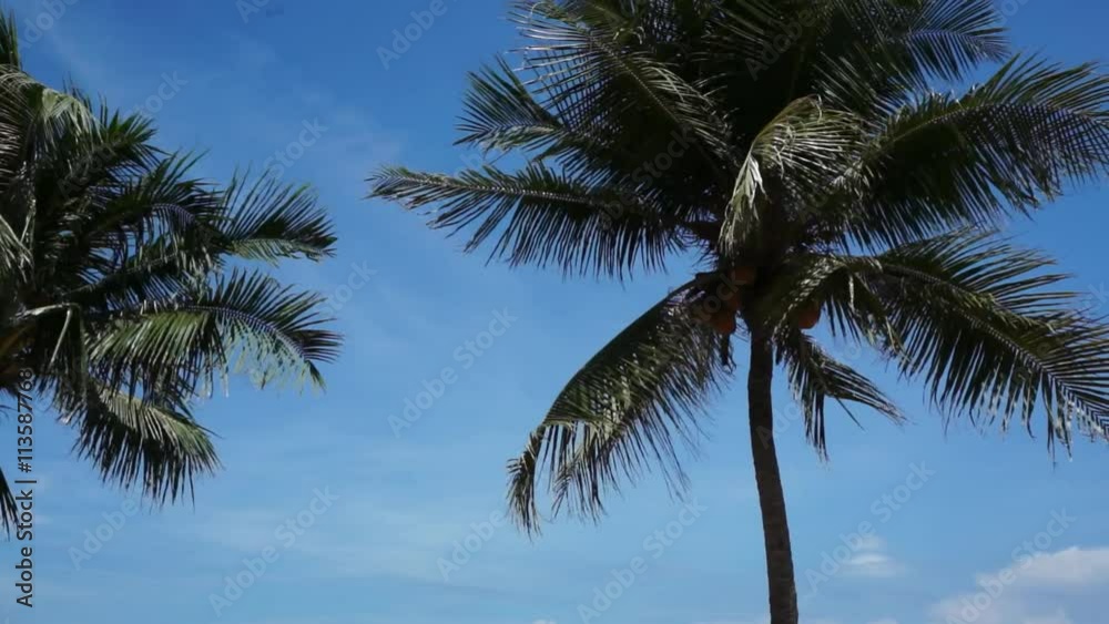 custom made wallpaper toronto digitalSilhouette of coconut palm tree in front of clear blue bright sky, big leafs waving in the wind.