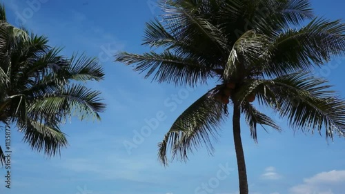 Wallpaper Mural Silhouette of coconut palm tree in front of clear blue bright sky, big leafs waving in the wind. Torontodigital.ca