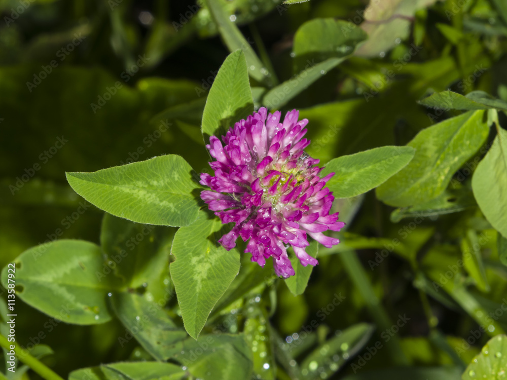 Flowers and leaves of Red Clover, Trifolium pratense, with bokeh background macro, selective focus, shallow DOF Flowers and leaves of Red Clover, Trifolium pratense, with bokeh background macro, selective focus, shallow DOF