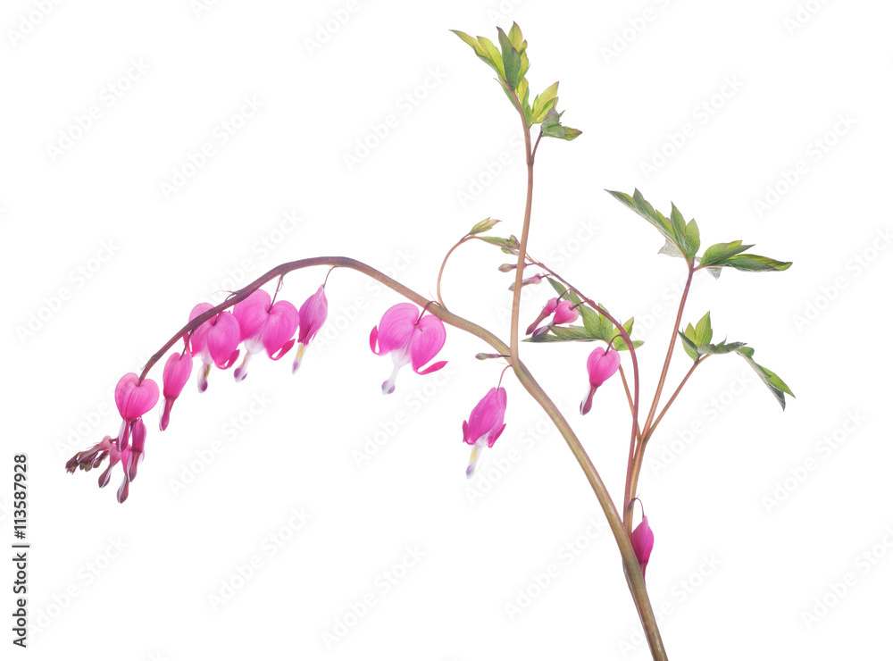 isolated branch with pink small blooms isolated branch with pink small blooms
