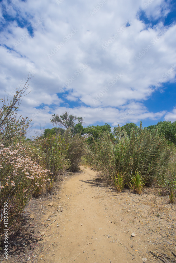 Green Mojave Desert Growth Green Mojave Desert Growth