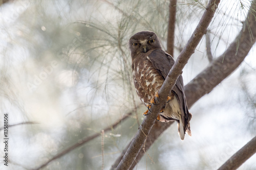 Brown Hawk-owl photo