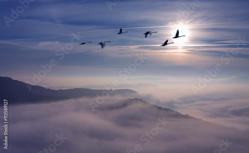 Canvas Print Landscape during sunset with flying birds