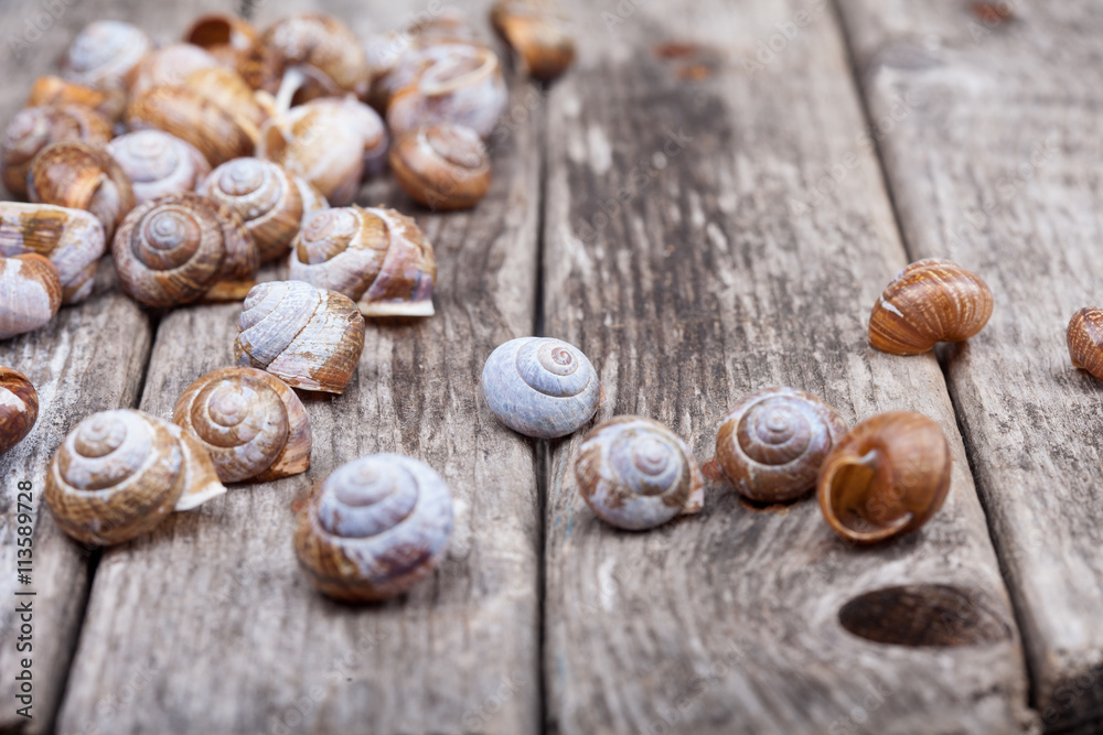 Obraz premium many brown spiral shells on old wooden board decorative photo