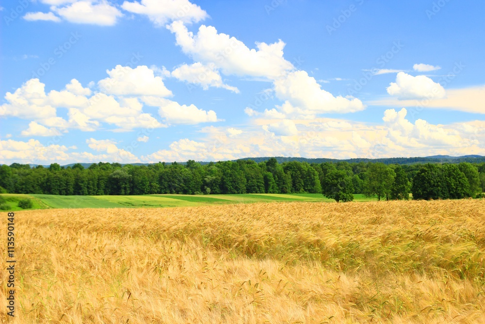 Beautiful landscape of golden wheat fields