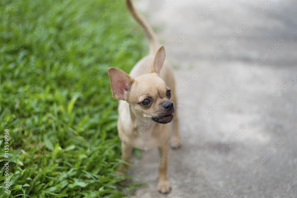 Miniature Pinscher on the front lawn and blurred background