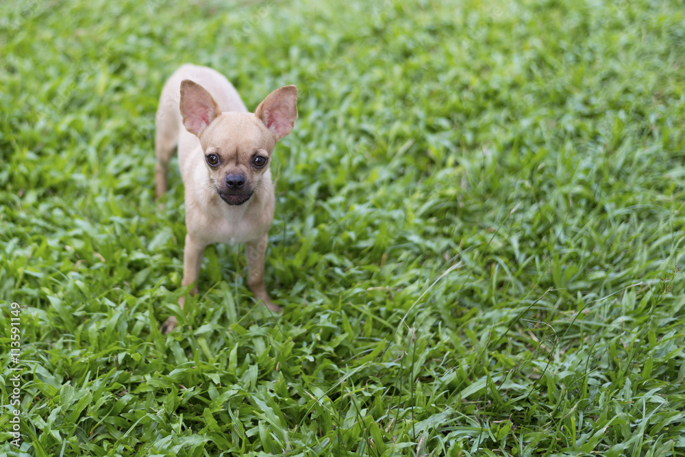 Miniature Pinscher on the front lawn and blurred background