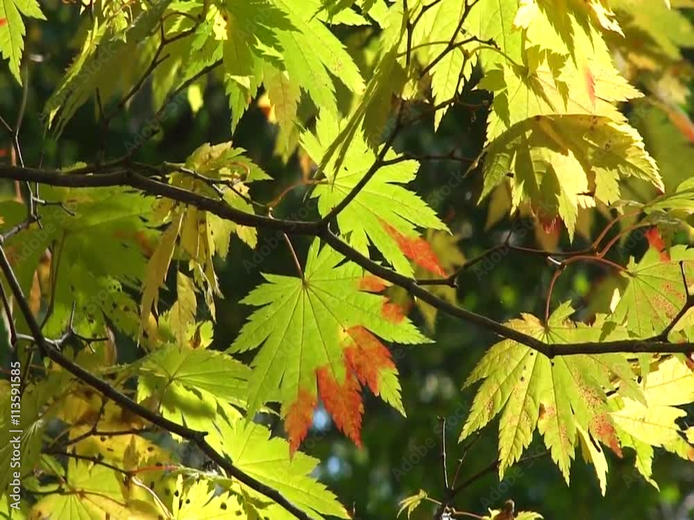 紅葉の日本、北海道黒松内町の秋 紅葉の日本、北海道黒松内町の秋