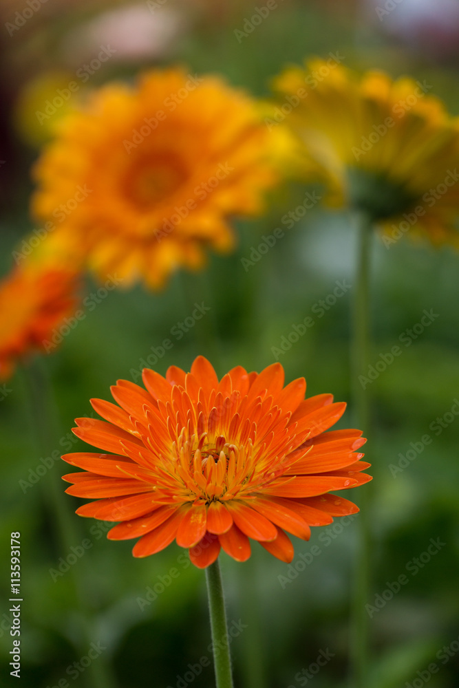 Beautiful Daisies Flower Growing In The Garden. Focusing On The Front Flower. Beautiful Daisies Flower Growing In The Garden. Focusing On The Front Flower.