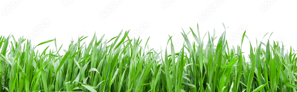 Grass in high definition isolated on a white background Grass in high definition isolated on a white background