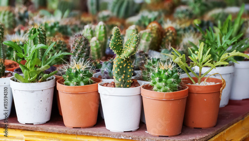 Cactus collection in small flower pots. © supaleka