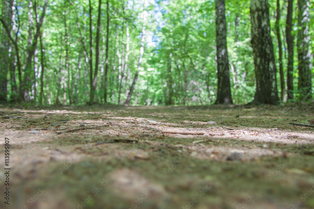 Dirt road in summer forest, blurred landscape with focus in the middle of the frame
Dirt road in summer forest, blurred landscape with focus in the middle of the frame