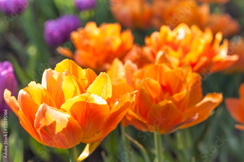 Group of bright orange terry tulips in the sun