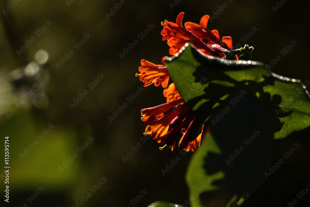 The flower of the red curling honeysuckle growing in a summer garden.