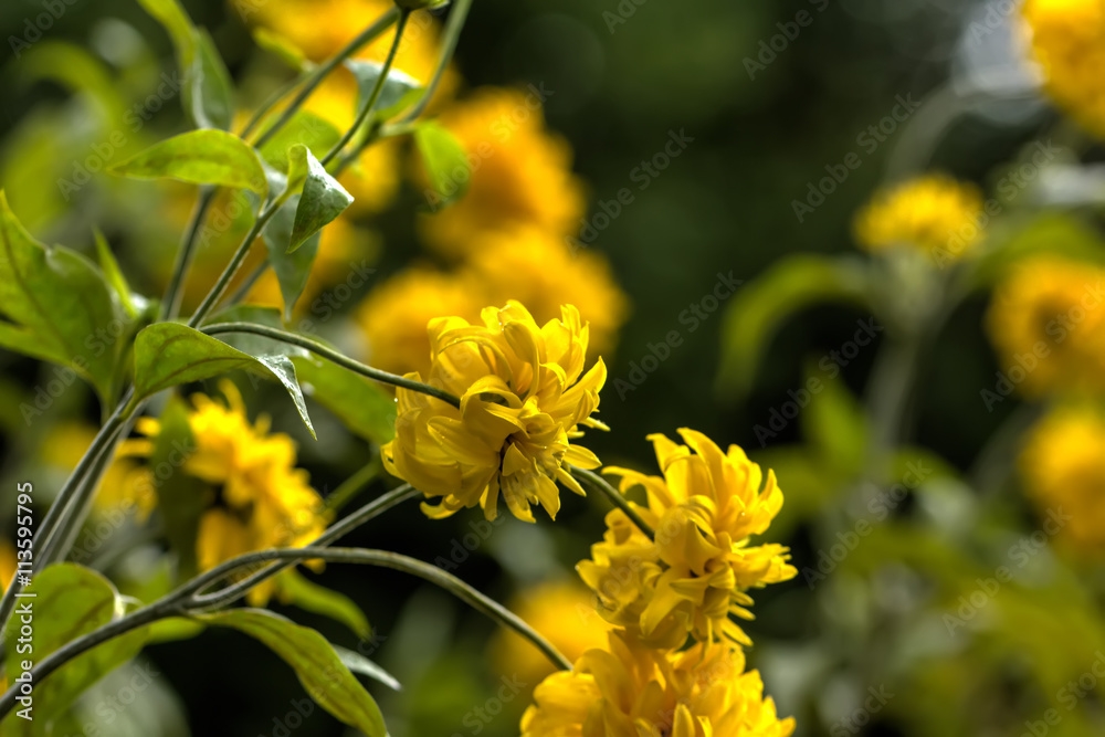 Blooming rudbeckia in the summer garden. Rural.
