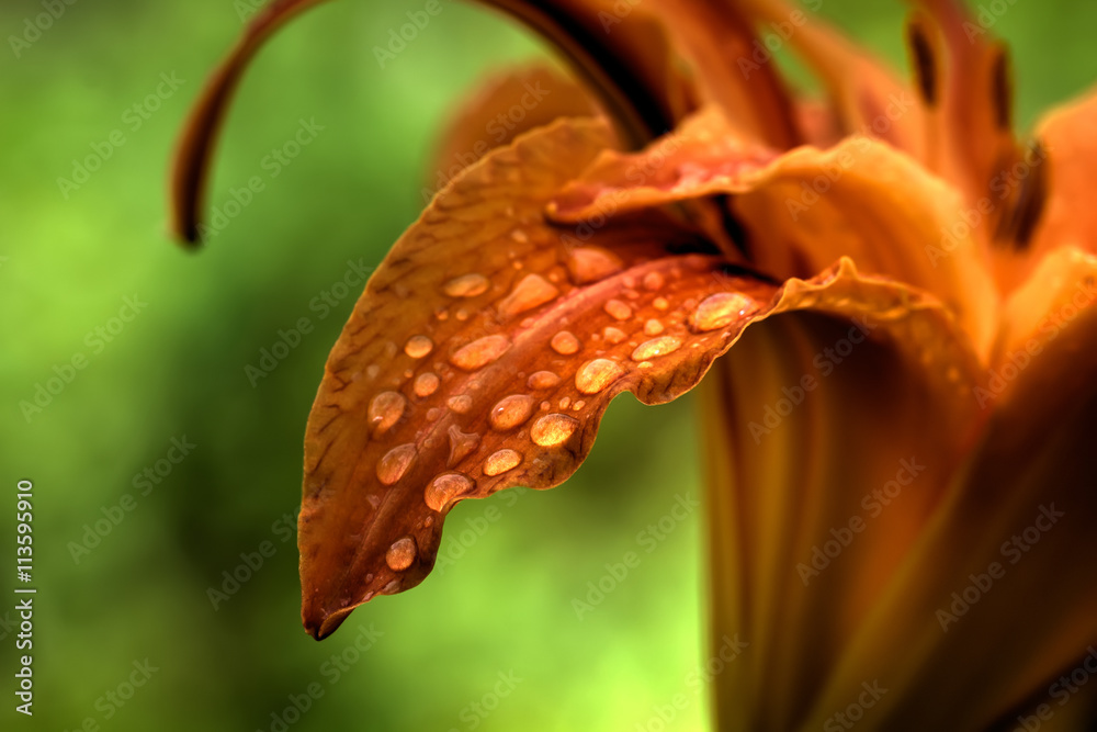 Rain drops on petals of a cultivated flower.