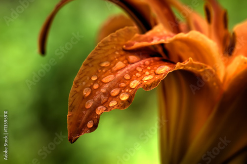 Obraz na płótnie Rain drops on petals of a cultivated flower. w salonie