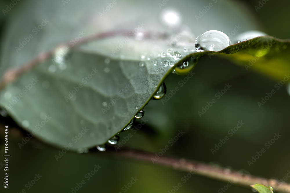 Rain drops on plant leaves in the summer wood.