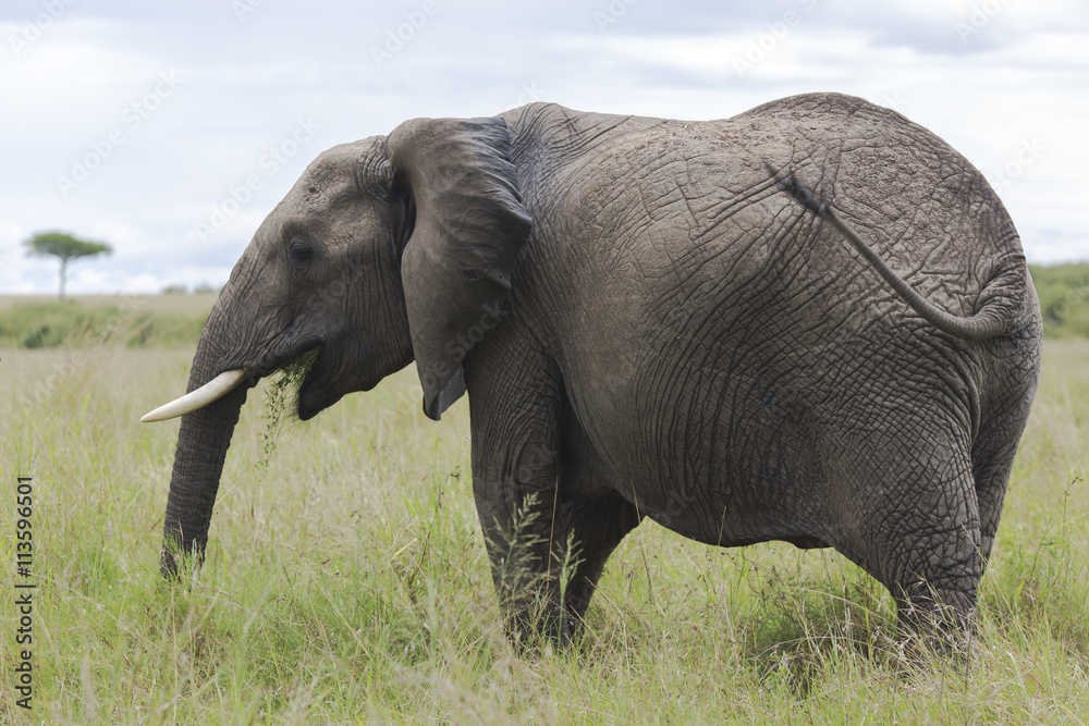 African bush elephant (Loxodonta africana) grazing in the meadows of the savanna in Tarangire National Park, Tanzania.