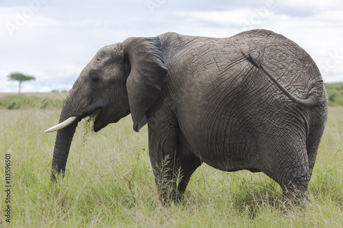 African bush elephant  Loxodonta africana  grazing in the meadows of the savanna in Tarangire National Park  Tanzania.
