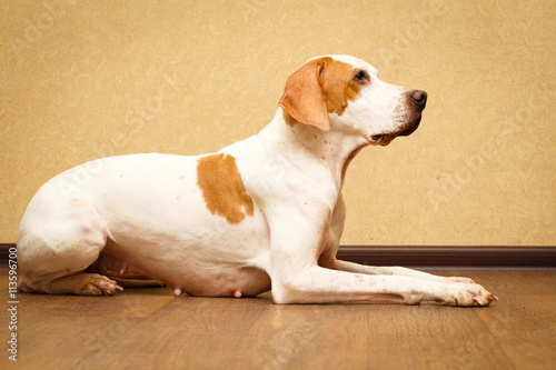 English Pointer dog