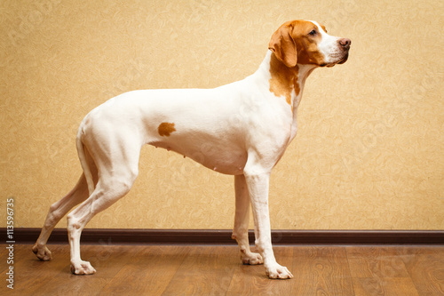 Fototapeta Naklejka Na Ścianę i Meble -  English Pointer dog