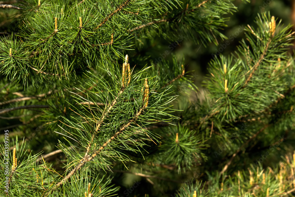 Young sprouts growing on pine in spring forest.