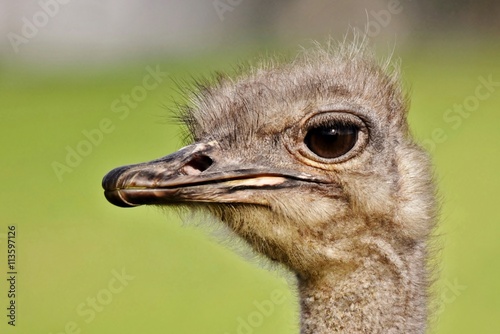 Close up of Ostrich with big eyes