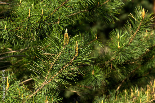 Obraz na płótnie Young sprouts growing on pine in spring forest. w salonie