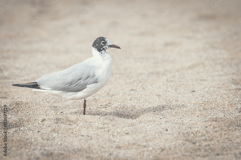 Mouette sur le sable Mouette sur le sable