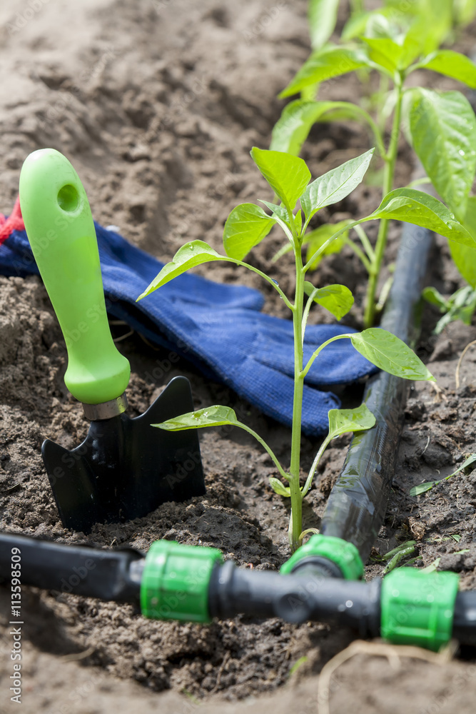 Young sprouts pepper and garden tools with drip irrigation against vegetable garden household background. Ecology concept Young sprouts pepper and garden tools with drip irrigation against vegetable garden household background. Ecology concept