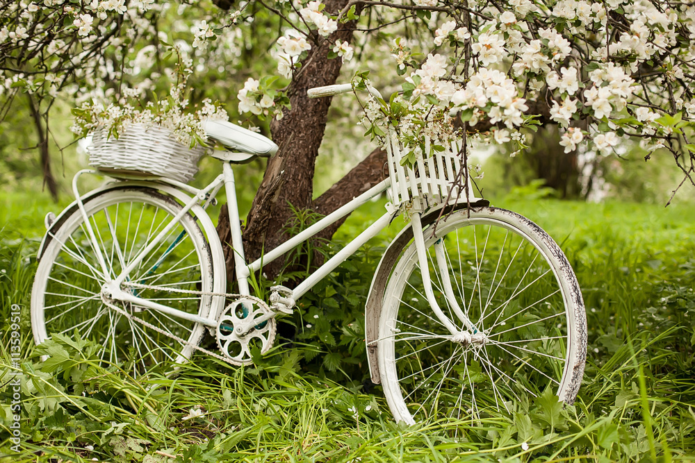 White Bicycle with a blossoming Apple tree