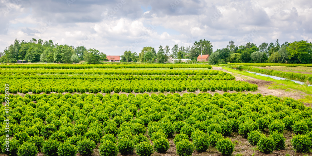 Buxus tree nursery in a rural area Buxus tree nursery in a rural area