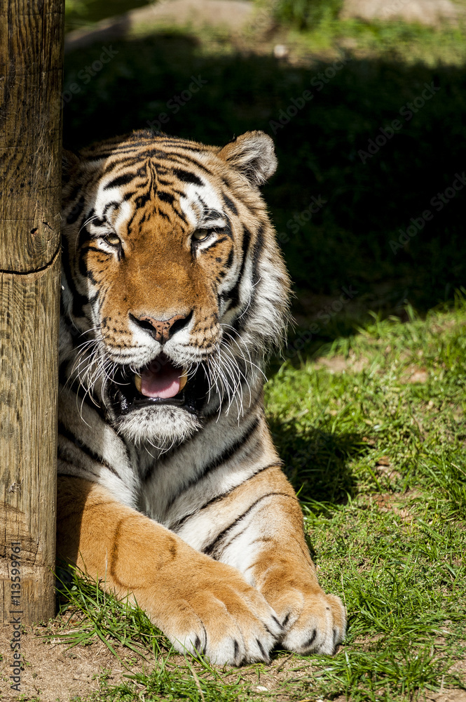Obraz premium Tigre
