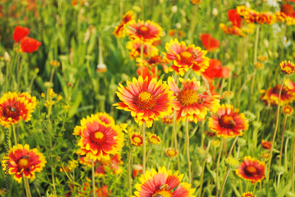 Background of the summer wildflowers