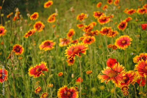 Bright wildflowers in the summer field © verdinatoo
