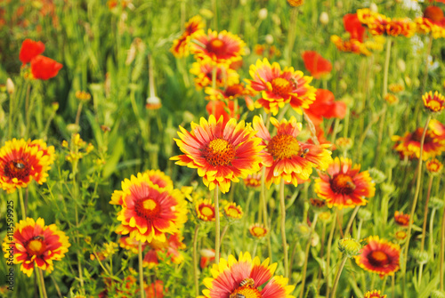 Background of the summer wildflowers © verdinatoo