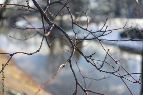 Branches of a tree without leaves on a background of the river i