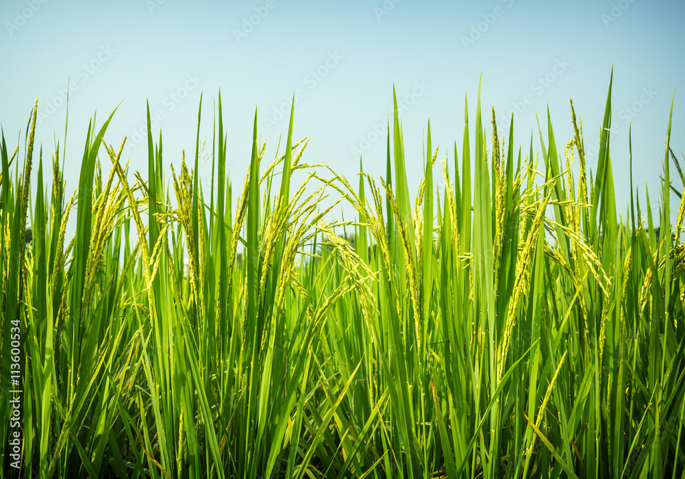 rice field rice field
