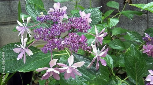 アジサイの花と雨粒が滴る葉