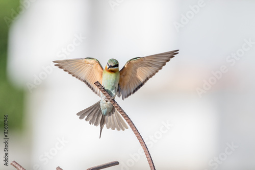 Blue-tailed Bee-eater, Merops philippinus, tropical bird, Thailand