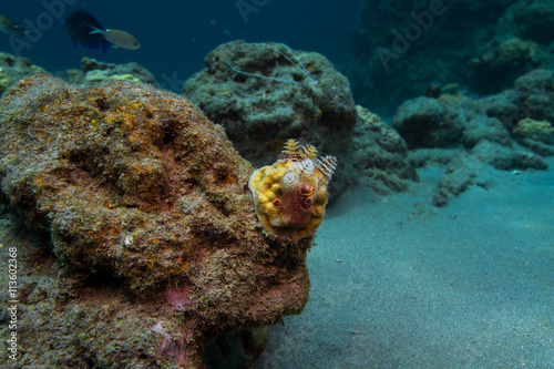 Spiral Gilled Tube Worms photo