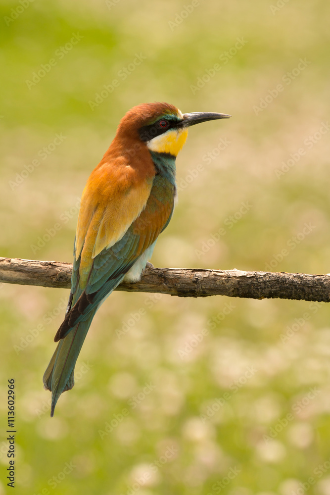 Fototapeta premium Small bird with a nice plumage