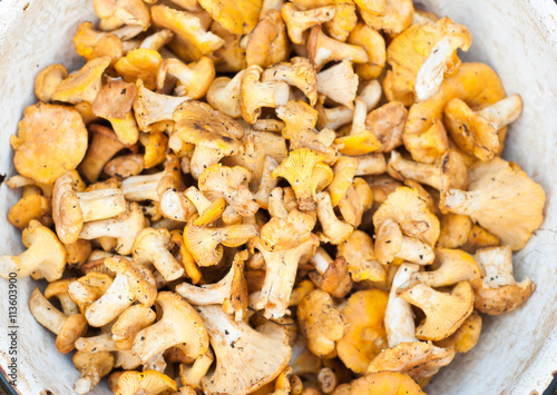 freshly picked chanterelles in a white dish