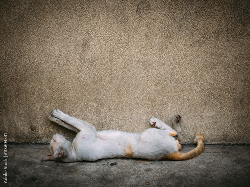 Photography Poor homeless cat sleep on the concrete floor